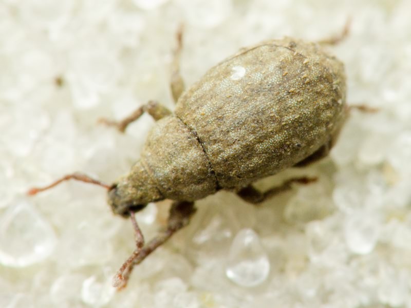 Romualdius scaber (Linnaeus, 1758)